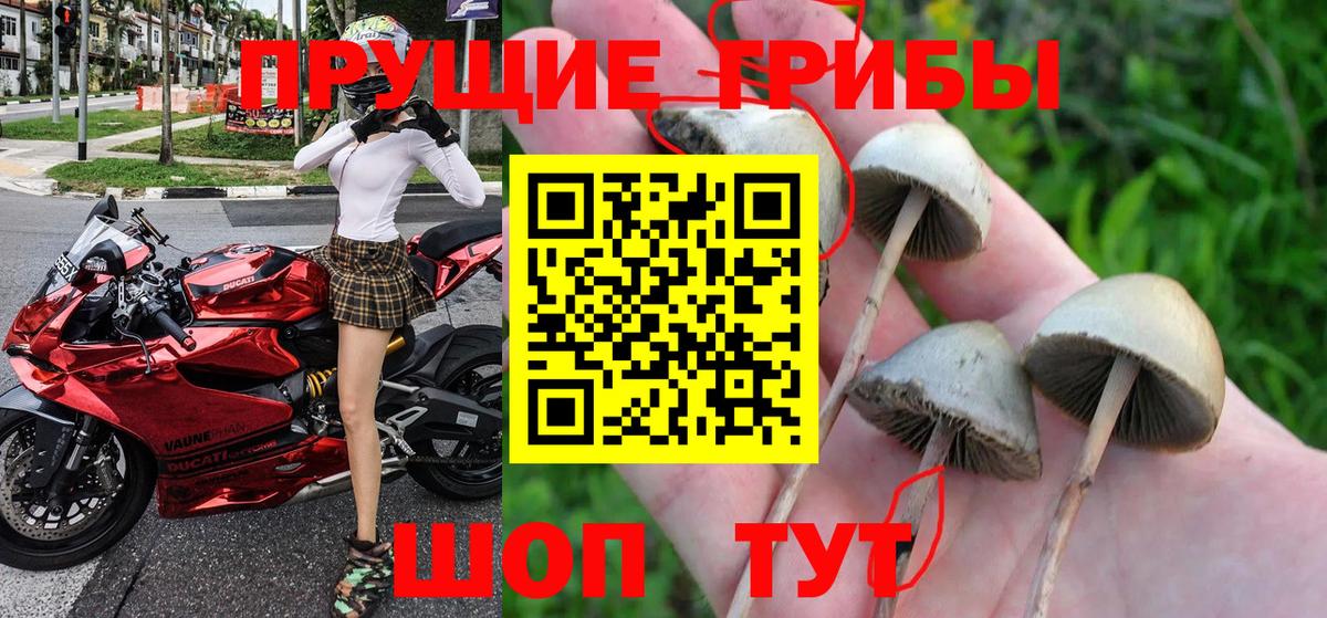 Псилоцибиновые грибы мицелий Елабуга